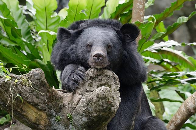 台北市立動物園將從6月18日至27日休園10天，進行年度歲修。（取自台北市立動物園臉書）