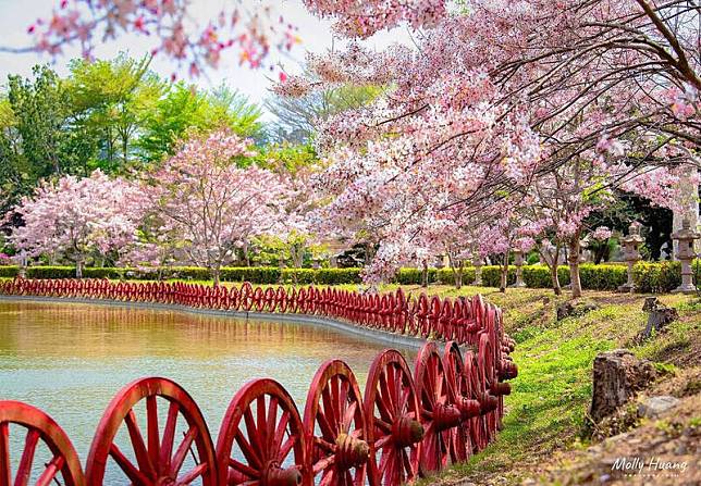 六龜神威天台山-日月湖，粉紅色花海大爆發。(照片提供 FB:Molly huang 、IG:@molly888666)