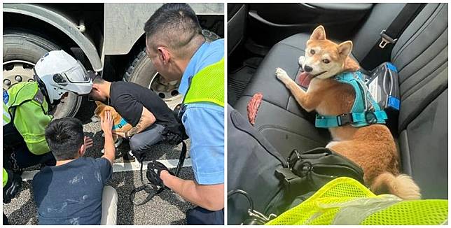 警方接報到場指示現場車輛減速，並封鎖一條行車線，最終與熱心市民合作，在泥頭車底救出柴犬。(警方圖片)