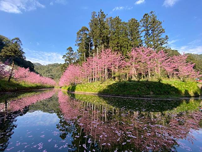 杉林溪的櫻花美景，就屬櫻花雨落在溪水。（記者張淑娟攝）