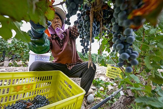 A farmer harvests grapes in a vineyard at the eastern foot of Helan Mountain in northwest China's Ningxia Hui Autonomous Region, Sept. 19, 2024. (Xinhua/Feng Kaihua)