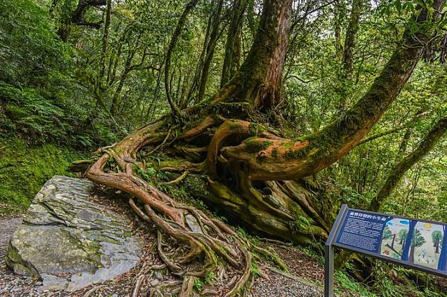 拉拉山與大雪山巨木完成樹齡鑑定 國家森林遊樂區十大巨木出列