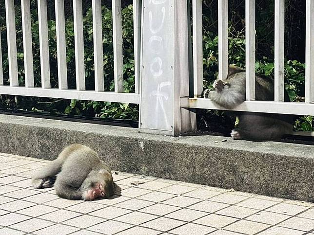 民眾深夜途經元亨寺附近，赫然發現大量獼猴躺臥路邊或欄杆上，宛如災後受難戶。(陳先生提供)