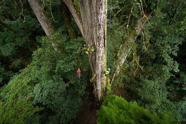 找樹的人團隊花費4天時間拍下桃山神木的身影，相較過去作業都要好幾週的時間，彷彿是不可能的任務。(林試所提供)