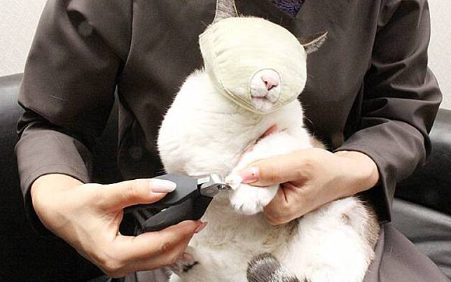鏟屎官必備！日本推出「貓咪剪指甲頭套」不怕再被抓得傷痕累累