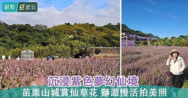 苗栗獅潭仙草花海｜2024苗栗獅潭仙草花海｜山城慢活賞花之旅！悠哉漫步紫色夢幻仙境，順遊新店老街、鳴鳳古道