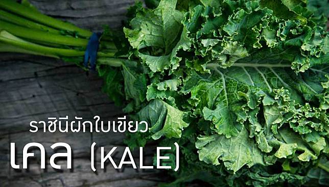 ทำความรู้จัก ผักเคล (Kale) ราชินีผักใบเขียว – คุณค่าที่คนรักสุขภาพคู่ควร