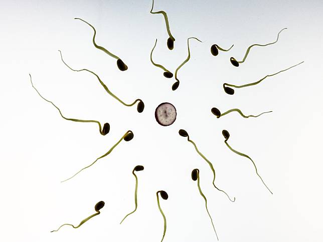 男性禁欲6天後，精子活動數量和比例將達到低點，同時精子畸型的比例增加。（示意圖／photo AC）