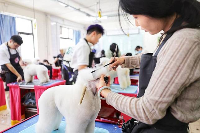 A qualification test of pet groomers is held at the headquarters of Favor Pets, a chain brand offering pet services, in Beijing, capital of China, April 15, 2024. (Xinhua)