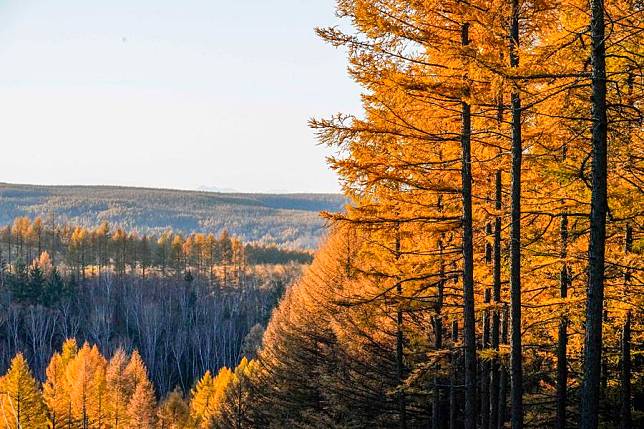 This photo taken on Oct. 14, 2023 shows a view of Saihanba National Forest Park in Chengde City, north China's Hebei Province. (Photo by Liu Mancang/Xinhua)