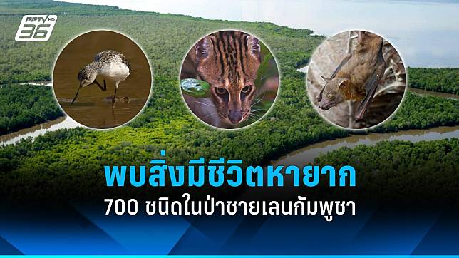 การค้นพบอันเหลือเชื่อ! พบสิ่งมีชีวิตหายาก 700 ชนิดในป่าชายเลนกัมพูชา