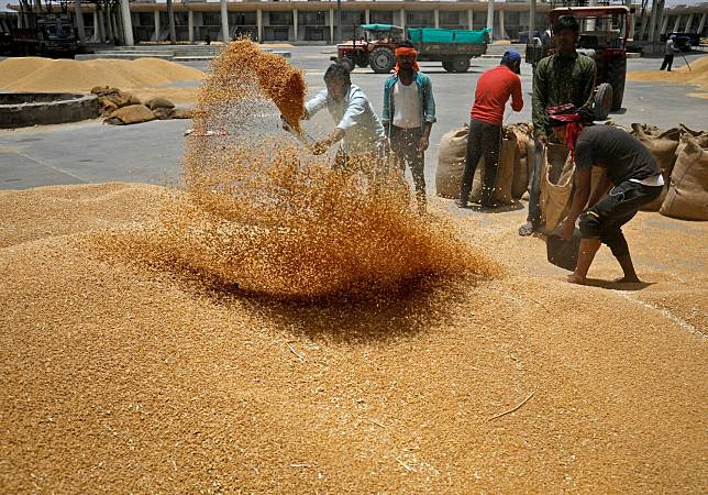 農業分析機構警告，全球只剩下大約10週的小麥供應儲備，糧食危機拉警報。圖為印度民眾曬小麥。   圖：達志影像/路透社