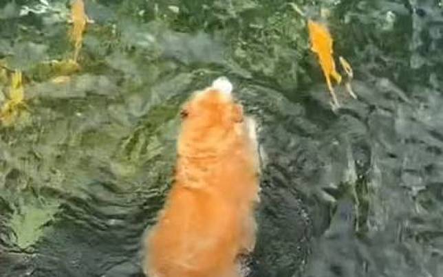 不把人家當成食物　阿金到水裡游泳交朋友！