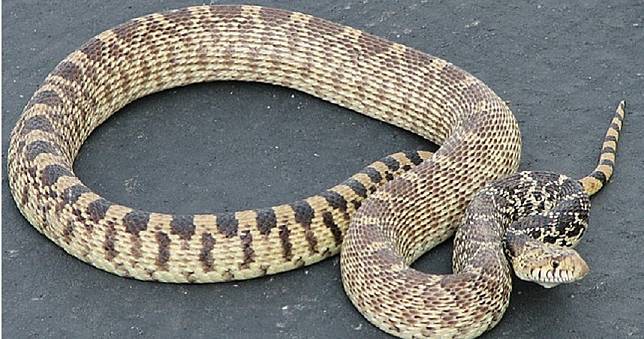 市區驚見2.5公尺新鮮「巨蟒蛇皮」！　澳洲雪梨急發警告