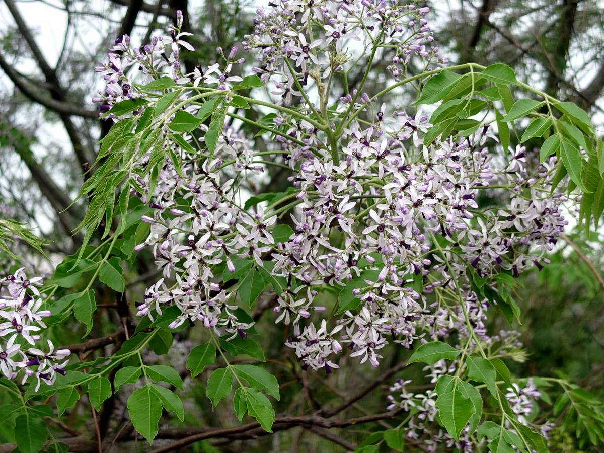 爆美！苦楝花盛開季 白紫花海如夢如幻 遊客大讚秘境美景 | 觀傳媒 | LINE TODAY