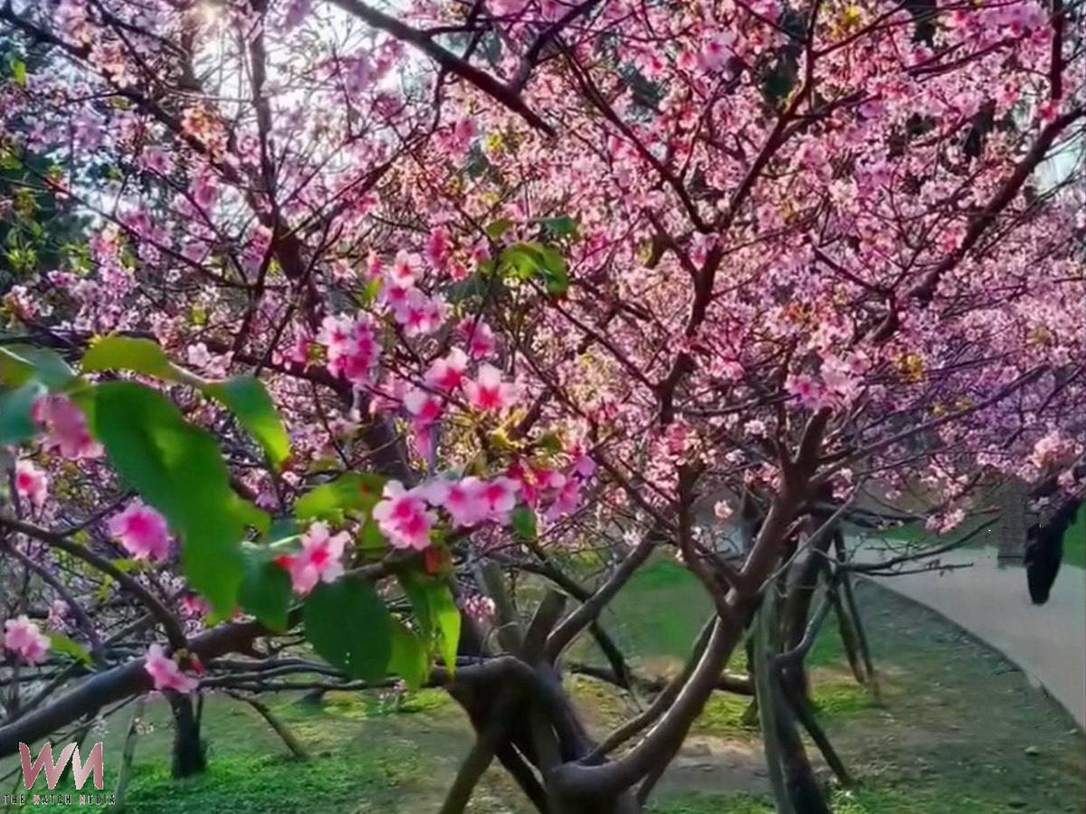賞櫻不用出國 新竹公園八百餘株櫻花海大爆發 | 觀傳媒 | LINE TODAY