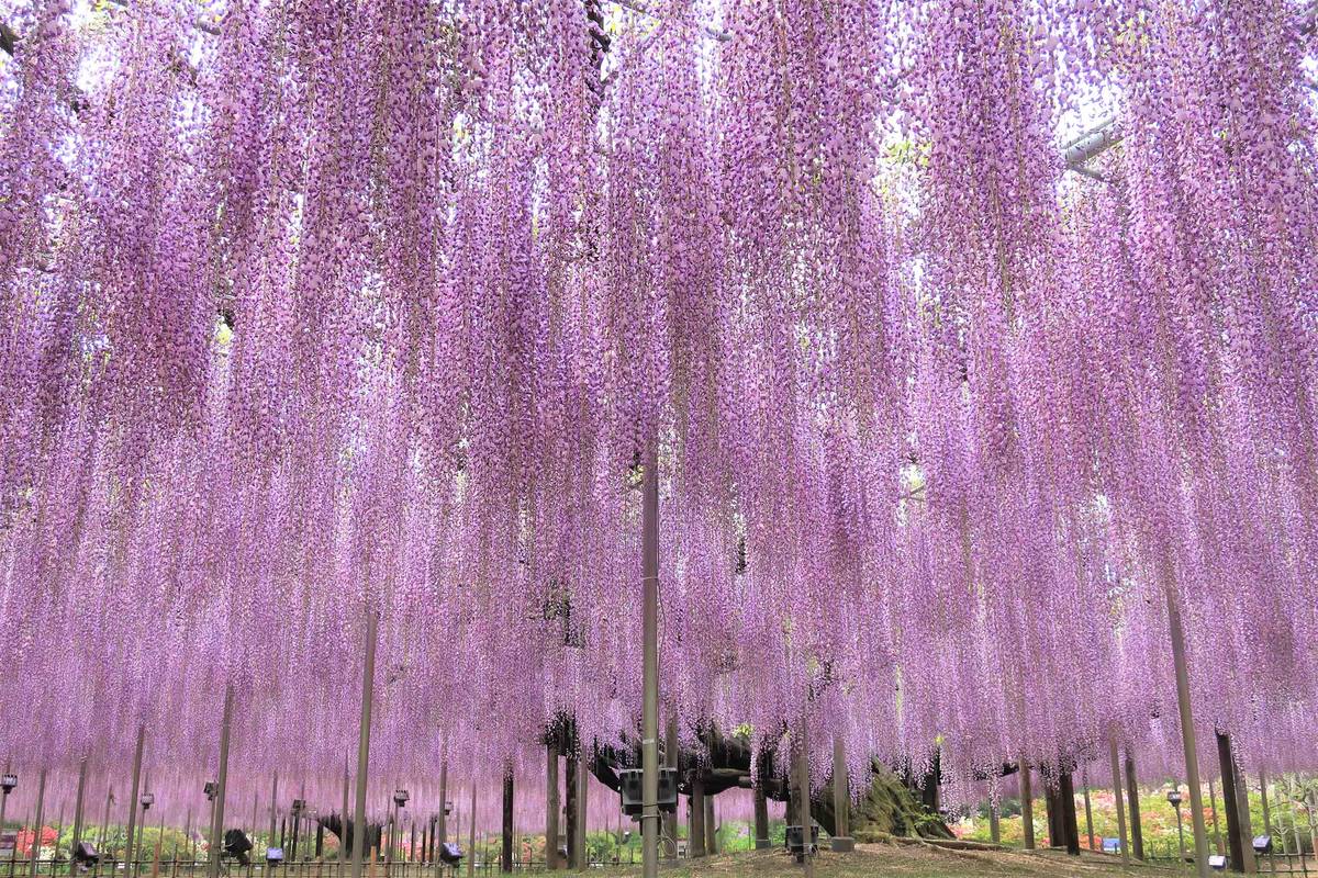 藤花節開幕！《鬼滅之刃》聖地栃木足利花卉公園，超夢幻紫藤花