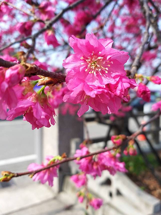 泰安后里櫻花季預計於 228 連假期間達到盛開。   圖：台中市政府觀光旅遊局／提供