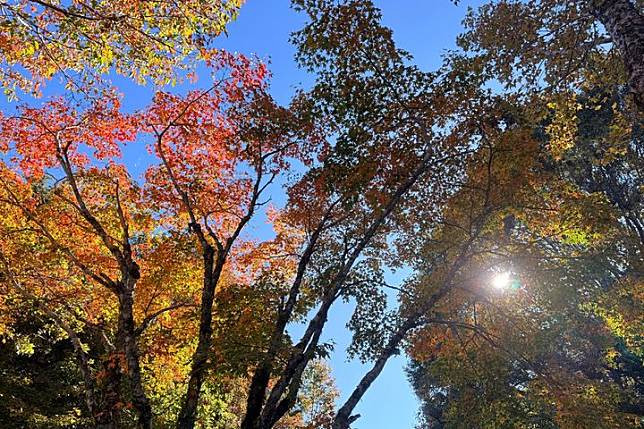 喜迎2025年！大雪山滿山遍野 熾烈楓紅接鴻運