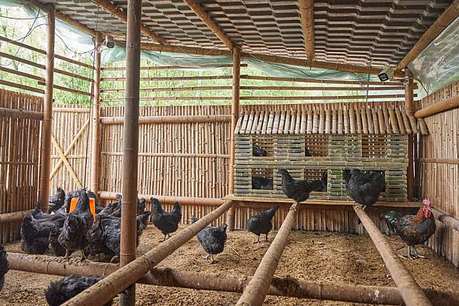 A chicken farm equipped with cameras is seen in Tiantaishan Village in Chishui City in southwest China's Guizhou Province, April 25, 2024. (Photo by Cheng Yihui/Xinhua)