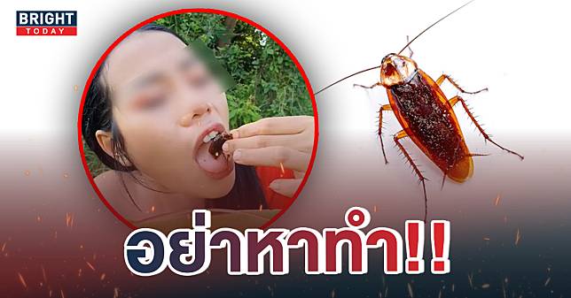 สารพัดโรค! คอนเทนต์หาทำ กินแมลงสาบ หมอเตือน เชื้อโรคเพียบ คลังพยาธิ