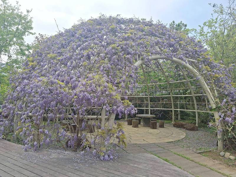 嘉義瑞里紫藤公園花況更新！紫藤花棚架打造浪漫場景超療癒| 台灣旅行趣