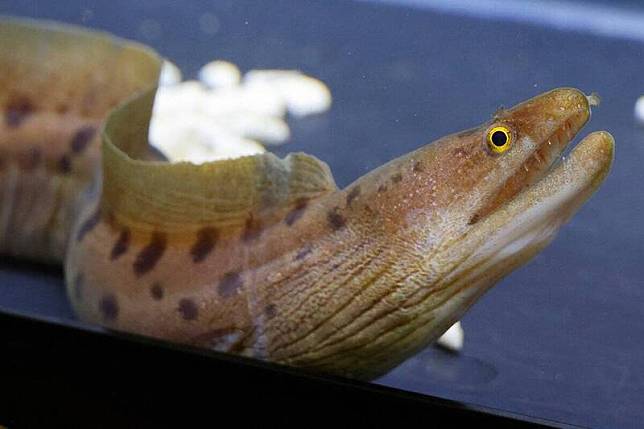 日本研究學者將最新發現的海鰻命名為「珍珠奶茶」，其背上的圓形斑點跟珍珠長得非常類似。(圖取自「@wormanago」推特)