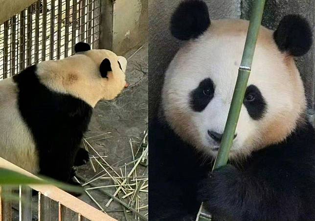 出生於南韓的大熊貓福寶於4月初返回中國，但近日卻爆出在展出前被安排打黑工「接客」。（翻攝自微博）