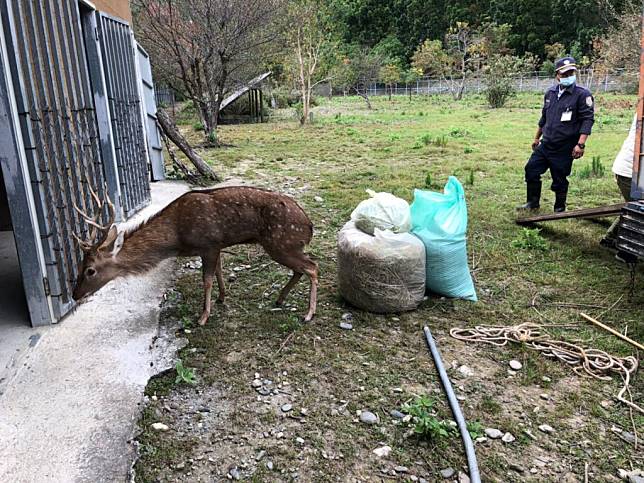 台東縣府去年捕獲的梅花鹿遷到武陵生態園區，呼籲飼主勿讓寵物脫逃或棄養。（記者鄭錦晴翻攝）