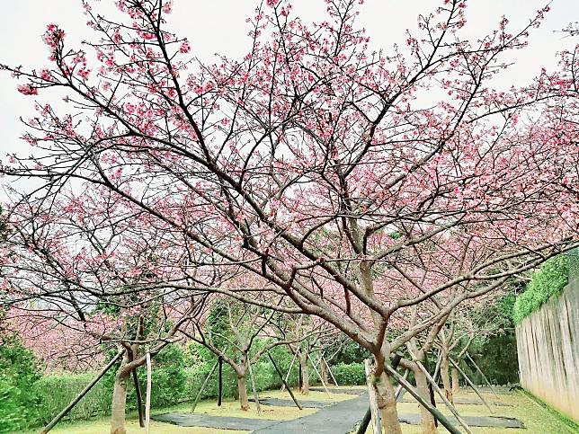 【陽明山花季】二、三月花季景點
