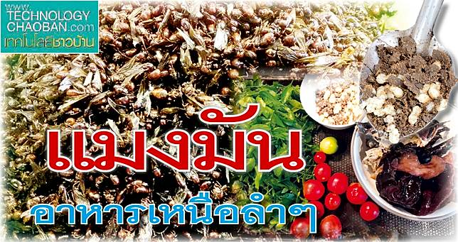 แมงมัน 12พค