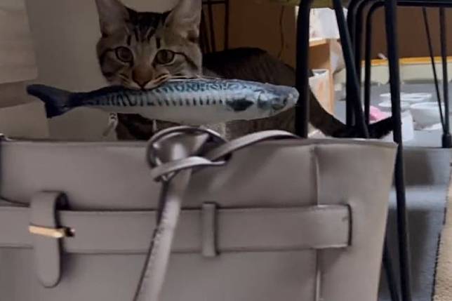 上班太憂鬱？貼心貓在包裡擺入這物助威：「今天加油喔！」（圖／Twitter：soramoon22）