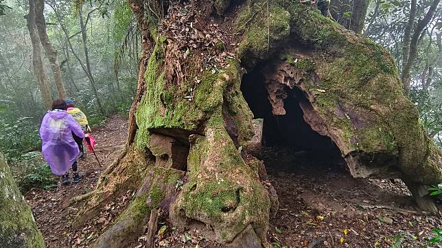 老牛樟樹被山老鼠殘忍鏈鋸切割（示意圖）。記者卜敏正／攝影