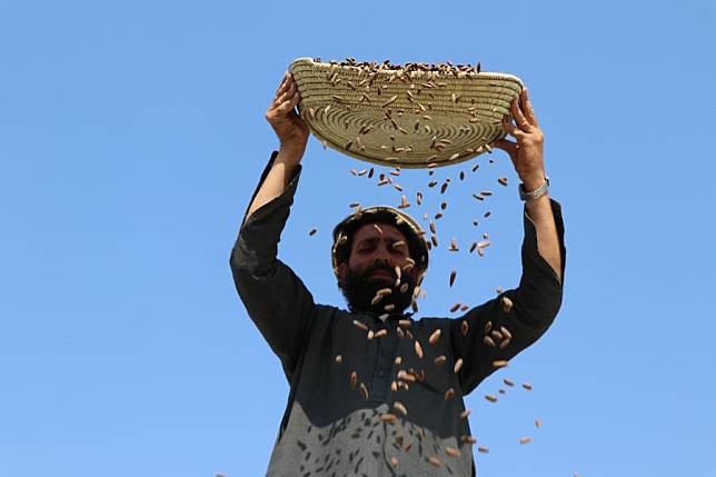 Afghan farmer clean fresh-harvested pine nuts in eastern Khost province, Afghanistan, Oct. 20, 2024. (Yusuf Mangal/Xinhua)