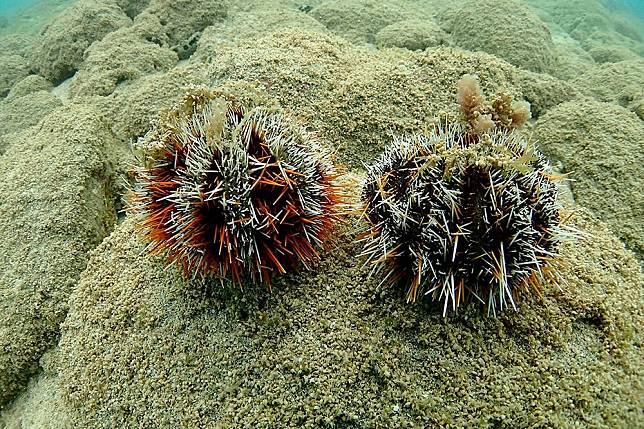 澎湖馬糞海膽開放採捕第1天，就有許多民眾趁潮汐低潮，撿拾海膽。（海洋公民基金會提供）