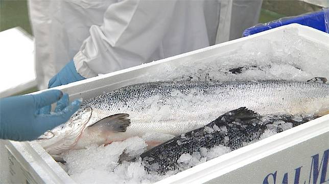 快新聞／自家間諜被抓不開心？中國控挪威鮭魚「有寄生蟲」逾27噸遭退運銷毀