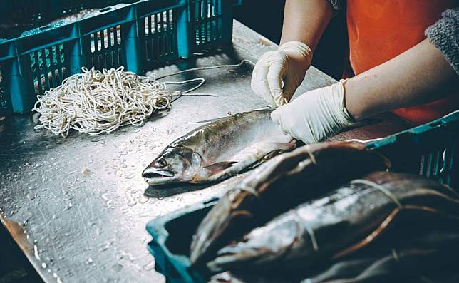 在海鮮廠當剝魚皮女工，「打工度假」的幻想與真相