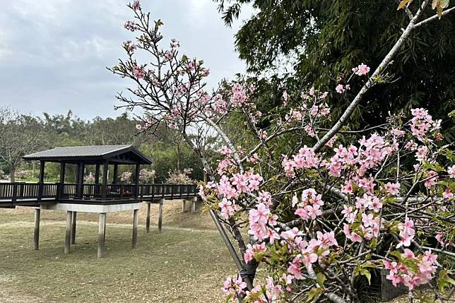 台南山上花園水道博物館淨水池區櫻花綻放，近日吸引不少遊客賞花，館方預估228連假期間將會迎來滿開盛況。 （台南市文化局提供）中央社記者楊思瑞台南傳真114年2月26日