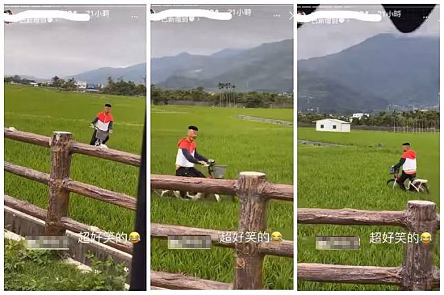 一群年輕屁孩租借腳踏車，竟直騎進稻田中，還故意轉圈圈嘻笑拍影片。翻攝《彭成豐》臉書