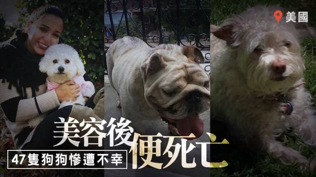 圖為死亡的狗隻，大圖為迪納波利的愛犬(互聯網)