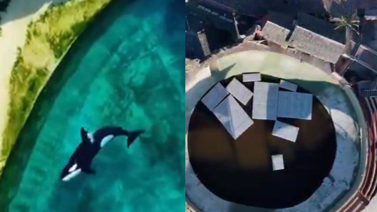 水族館停業變廢墟！虎鯨、海豚被困「爛池」無助徘徊殘忍畫面曝| TVBS | LINE TODAY