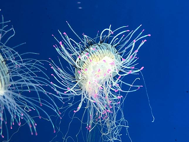 &nbsp;【ZONE 8】癒見水母-花笠水母 (圖片提供/Xpark 水生公園）