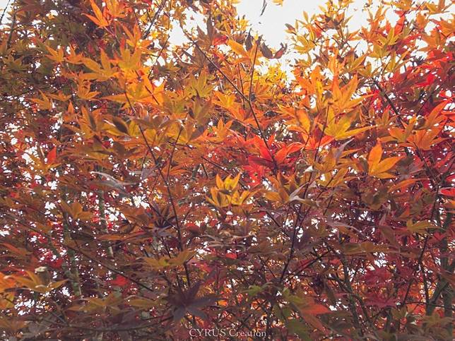 （圖 南投杉林溪森林遊樂區/ IG-<a href=