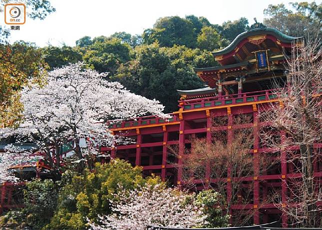 距離福岡一個半小時火車的鹿島市，祐德稻荷神社是九州著名賞櫻地點。（互聯網）