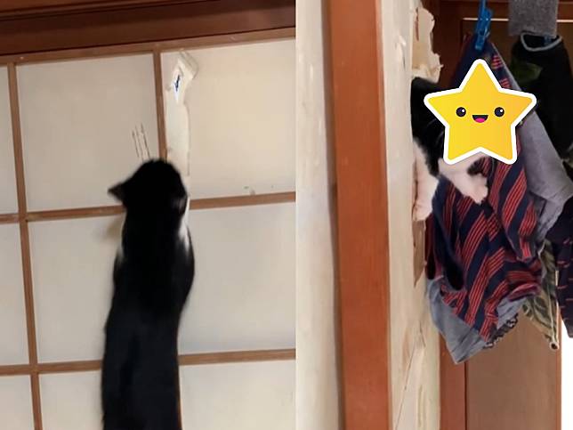 貓咪總愛弄破紙門　原來不只是樂趣還是「不小心」的啊！