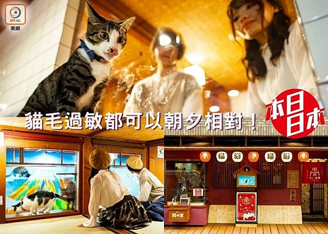 本日日本：大阪　對貓毛過敏都可以入住的貓客棧（互聯網）