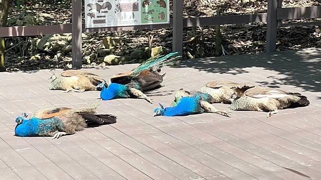 孔雀們躺在地上曬太陽，遊客經常誤會他們生病了。（圖／翻攝自壽山動物園Instagram）