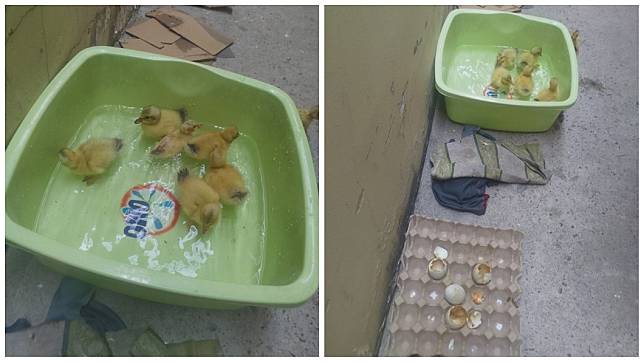 越南一名女網友日前買鴨仔蛋回家，沒想到幾天後竟然孵出黃色小鴨。(圖／翻攝自臉書)