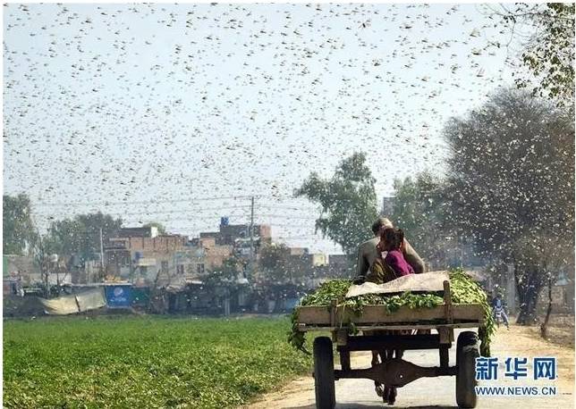 東非蝗災大爆發，廣泛成群的沙漠蝗蟲恐造成當地糧食不足問題   圖 : 翻攝自新華網