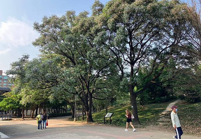 新北市中和四號公園內一處小土丘旁楝樹花綻放，是都市春季限定美景。 （記者吳瀛洲攝）